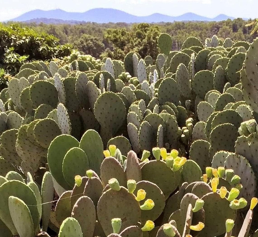 1 PAD Cutting Winter Hardy Cactus V2586