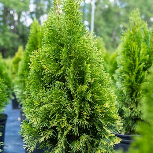 Emerald Green Arborvitae in 3 Gal. Grower's Pot K162