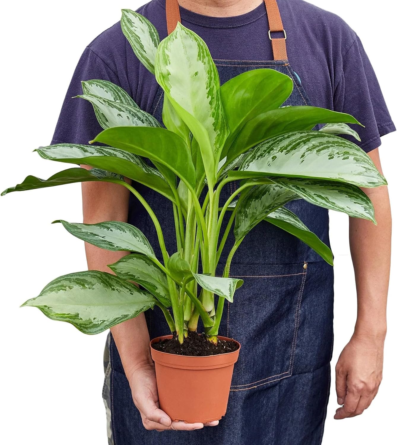 Silver Bay Chinese Evergreen 4" Pot O561