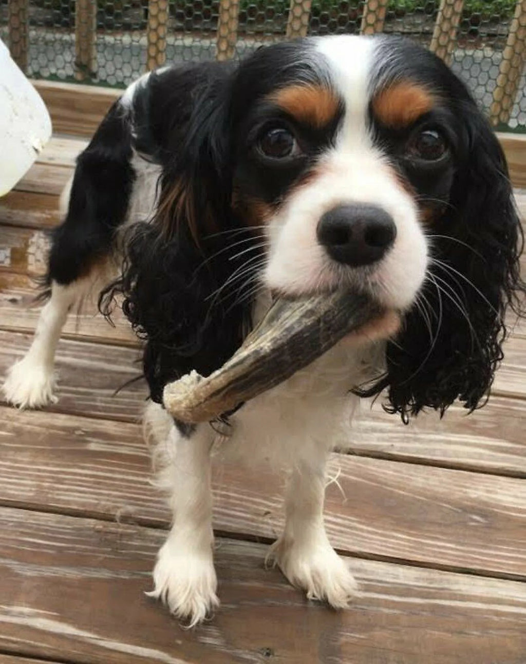 Lamb Horn Dog Chew A152204