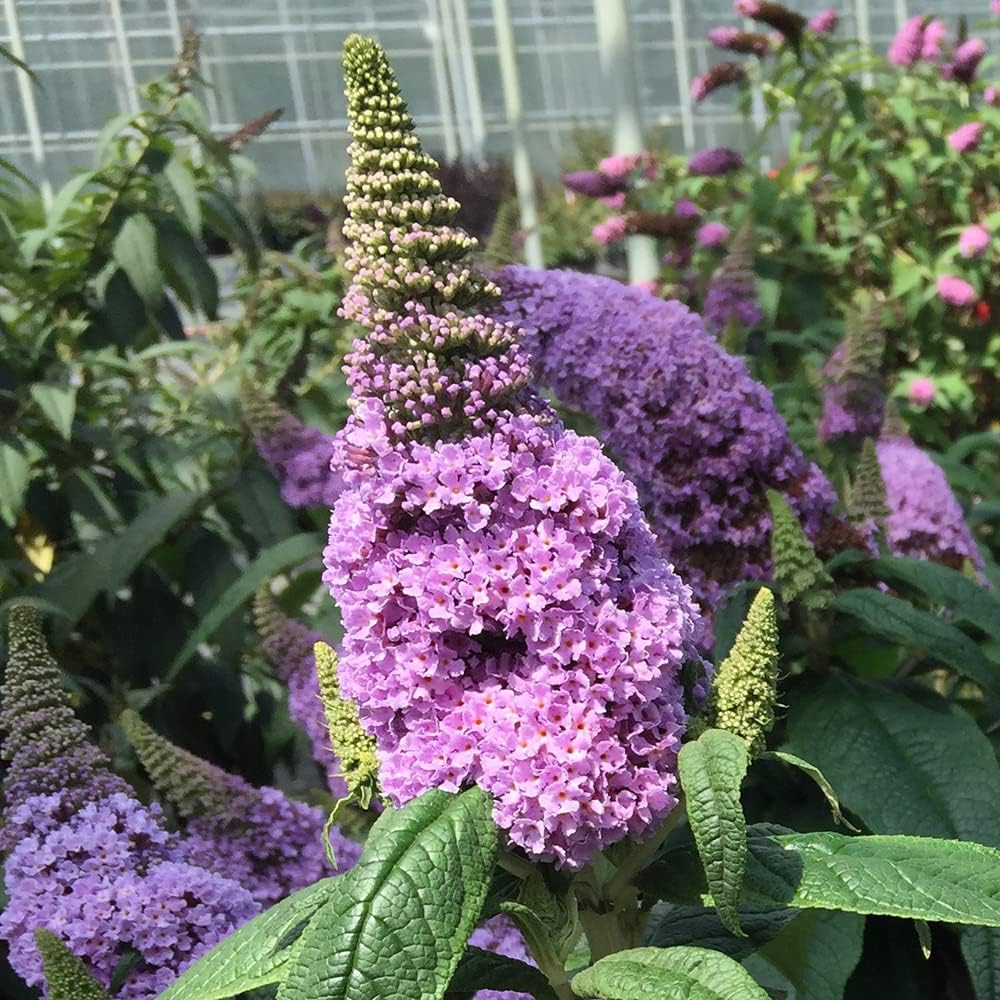 3 gal Light Purple Deciduous Shrub C937