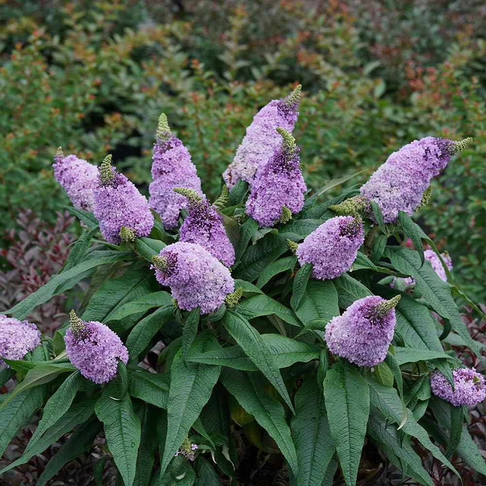 3 gal Light Purple Deciduous Shrub C937